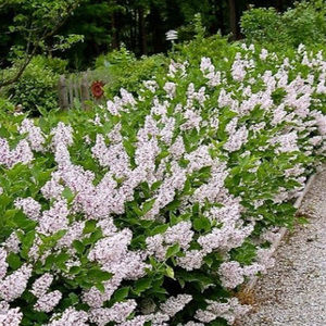 Meet your Posher, Graham